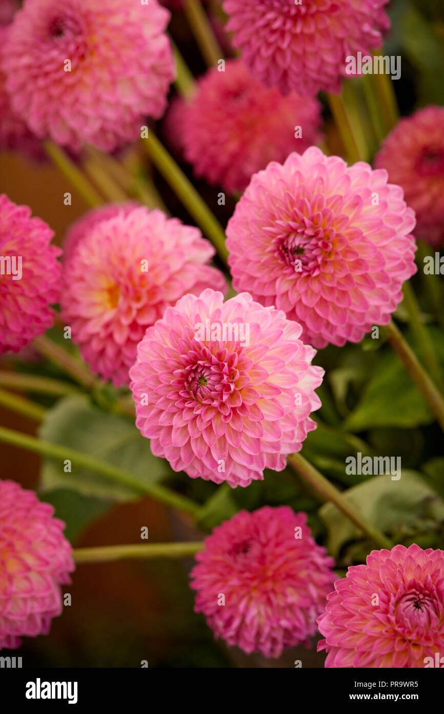 Dahila - Rosa Suffusion a Tatton Park Flower Show 2018 Foto Stock