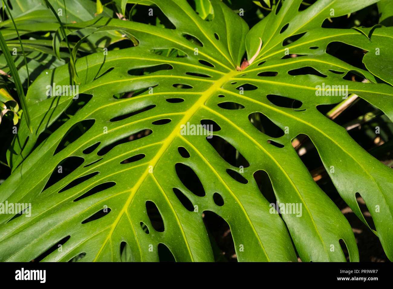 Philodendron Monstera foglie - foresta tropicale - impianto Foto Stock