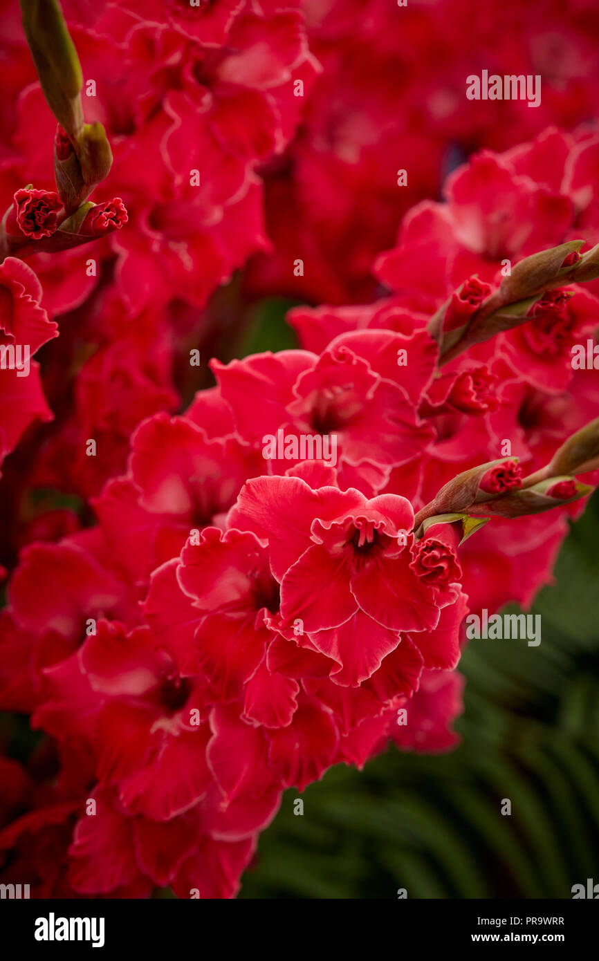 Gladlolus - Rosa da favola a Tatton Park Flower Show 2018 Foto Stock