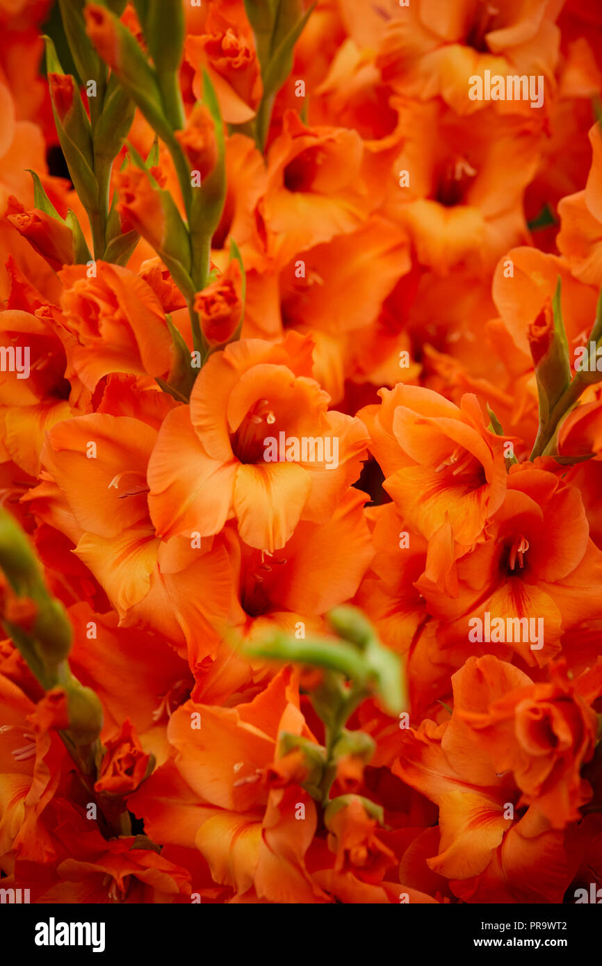 Gladlolus - il principe di Orange a Tatton Park Flower Shop 2018 Foto Stock