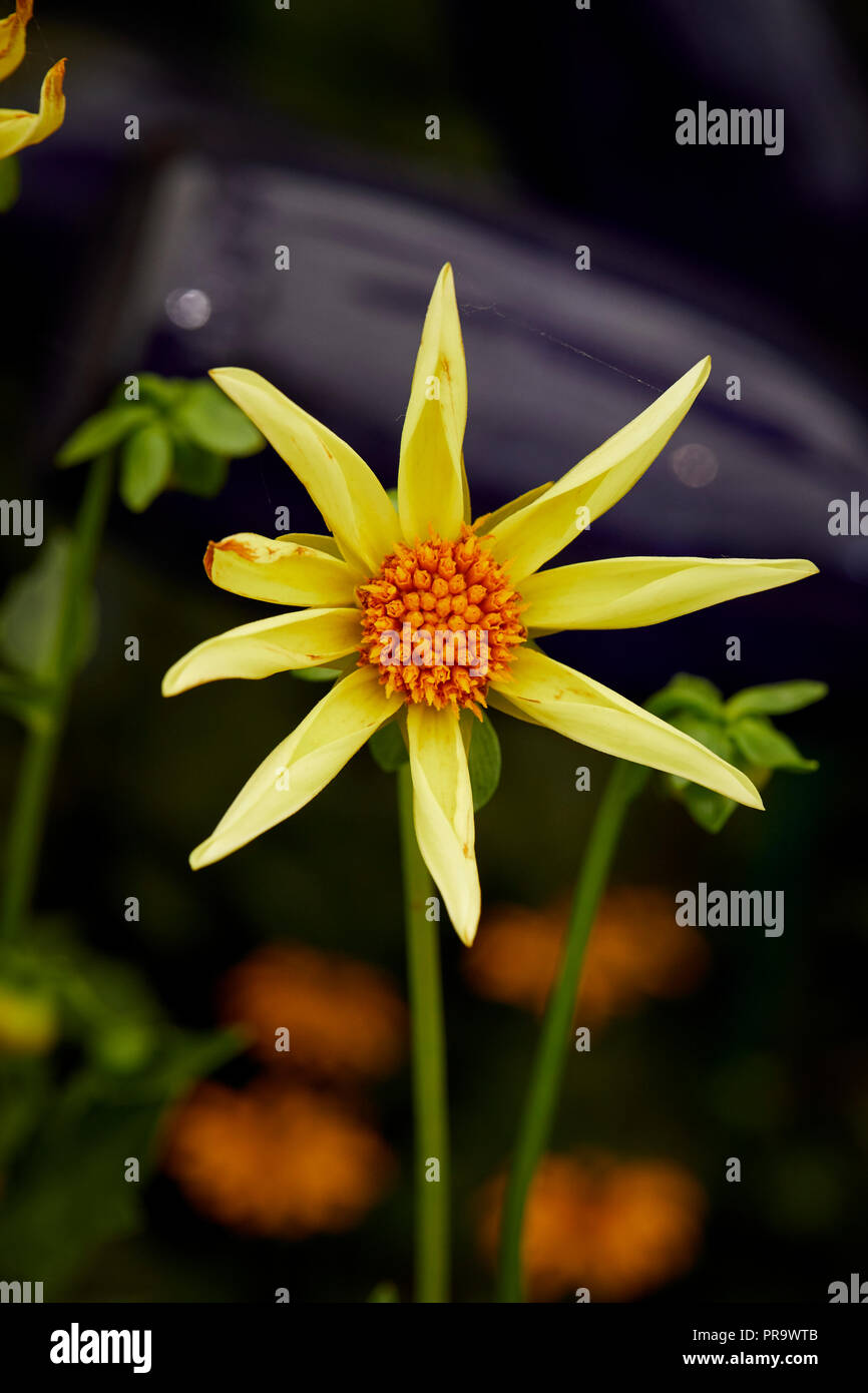 Dahila - Honka giallo a Tatton Park Flower Show 2018 Foto Stock