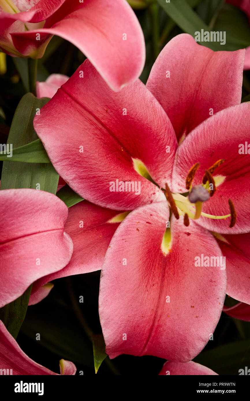 Il Lilium - Esta Bonita a Tatton Park Flower Show 2018 Foto Stock