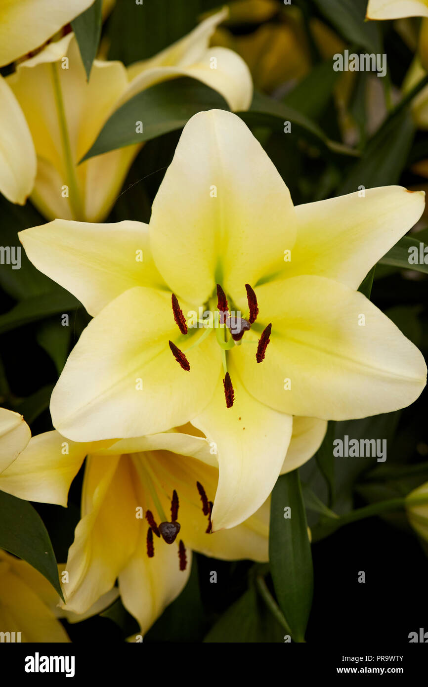 Il Lilium - Manissa a Tatton Park Flower Show 2018 Foto Stock