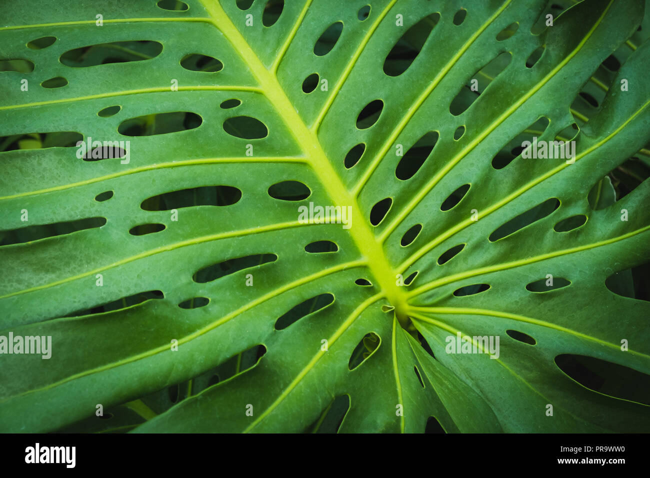 Piante tropicali, foglia di monstera /Philodendron foglie - Foto Stock