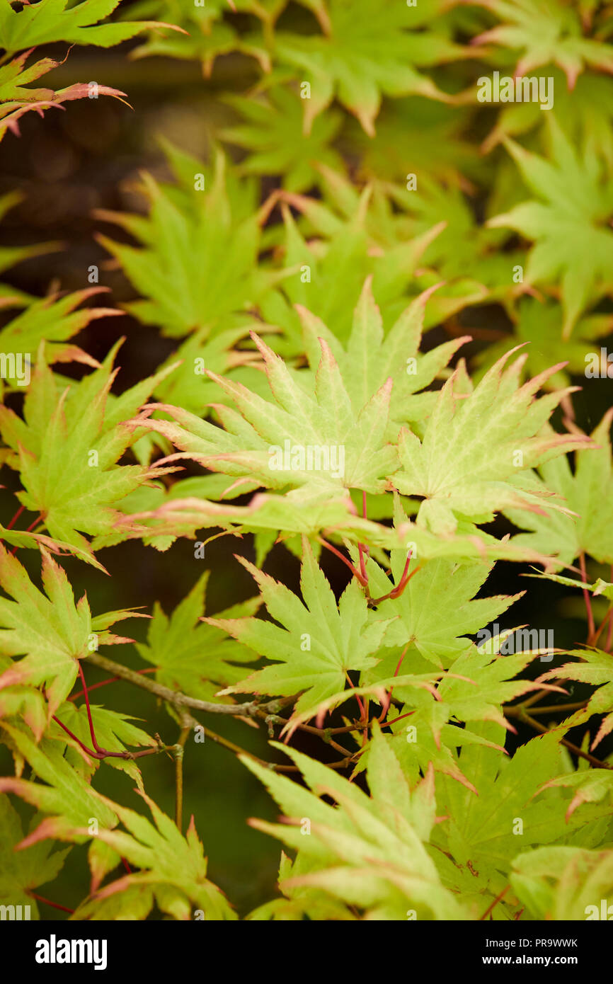 Acer Shirasawanum - Autunno Moon at Tatton Park Flower Show 2018 Foto Stock