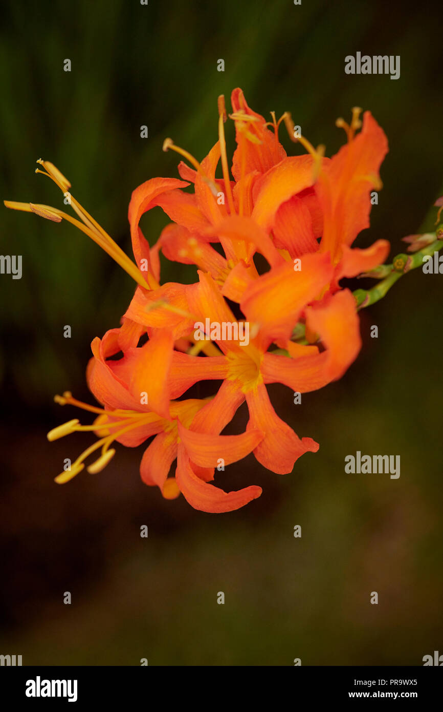 Crocosmia Masoniorum - Iridaceae a Tatton Park Flower Show 2018 Foto Stock
