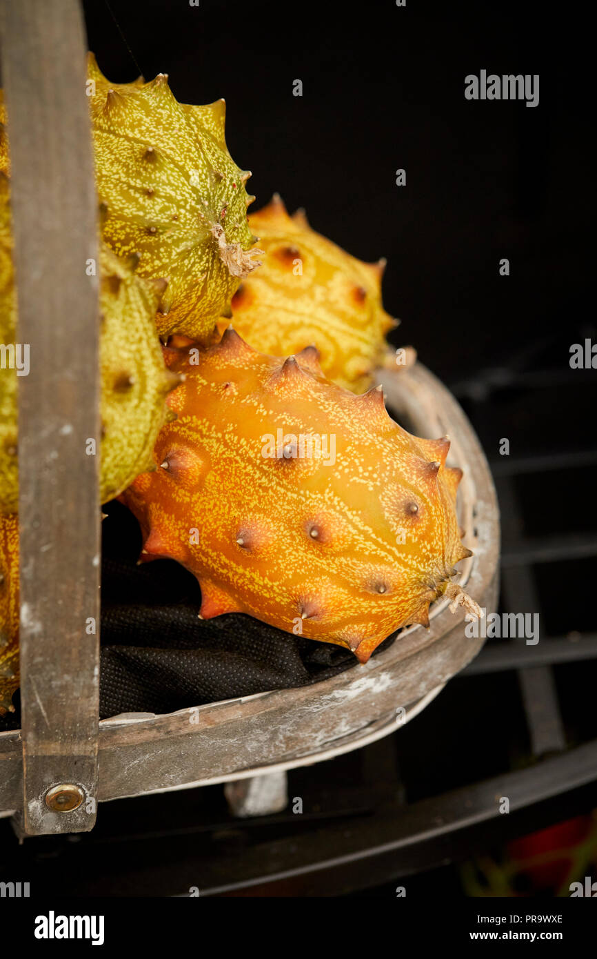 Kiwand - Hornded melone a Tatton Park Flower Show 2018 Foto Stock