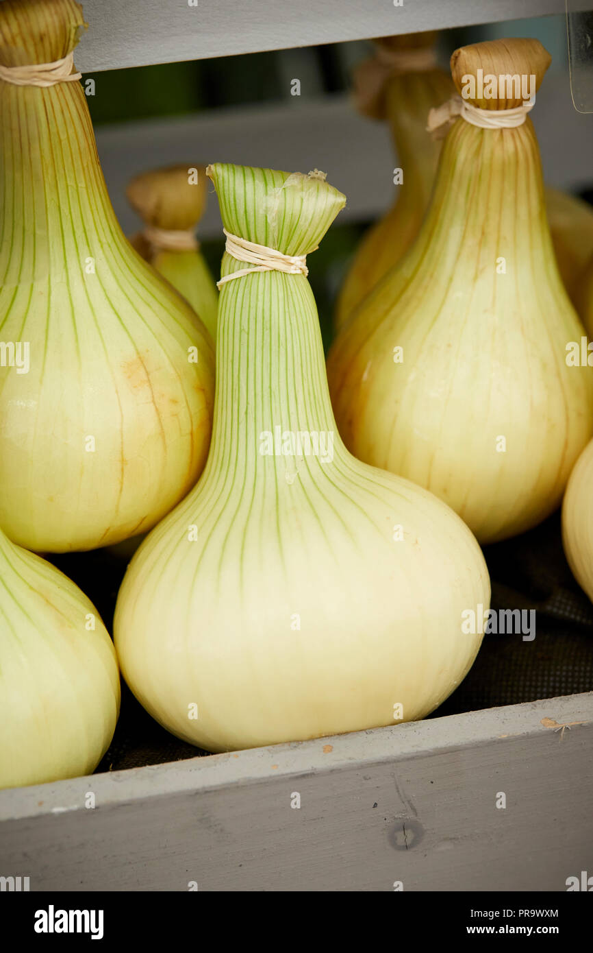 Cipolla - Sketton a Tatton Park Flower Show 2018 Foto Stock