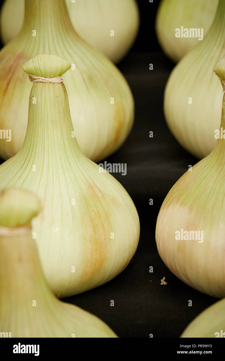 Cipolla - Mamaoth migliorato a Tatton Park Flower Show 2018 Foto Stock