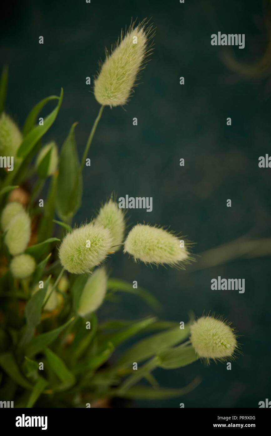 Lagorus Ovatus - Bunny Tails a Tatton Park Flower Show 2018 Foto Stock