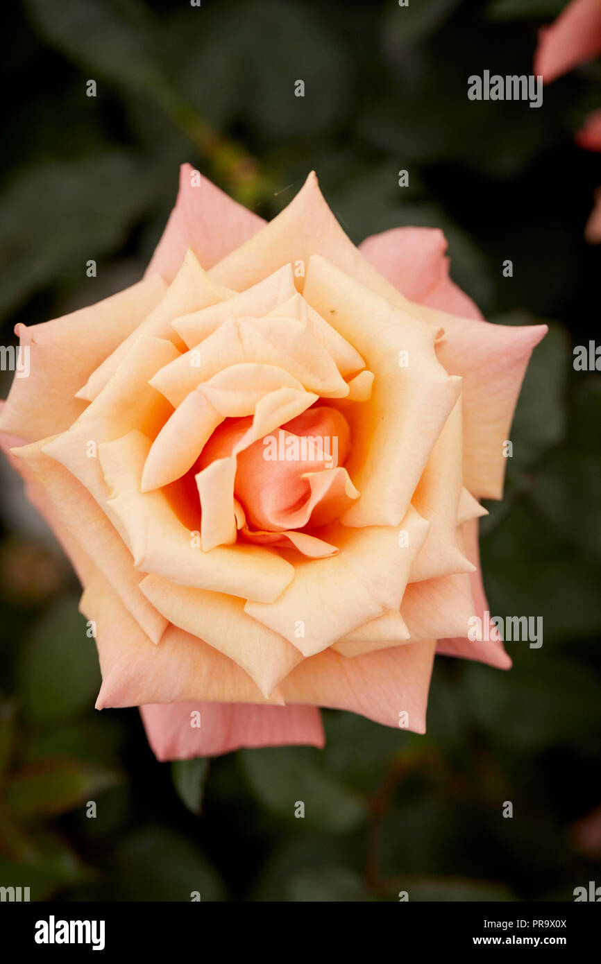 Ricordati di me - Hybrid Tea at Tatton Park Flower Show 2018 Foto Stock