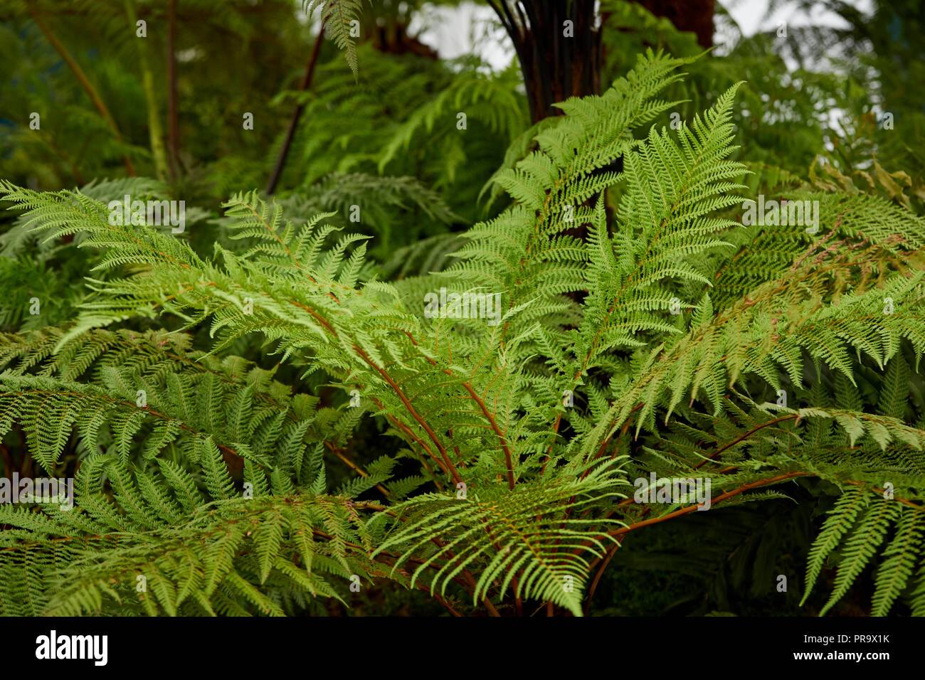 Dicksoniaceae - Dicksonia fibrosa a Tatton Park Flower Show 2018 Foto Stock