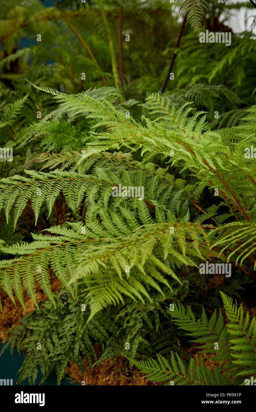Dicksoniaceae - Dicksonia fibrosa a Tatton Park Flower Show 2018 Foto Stock