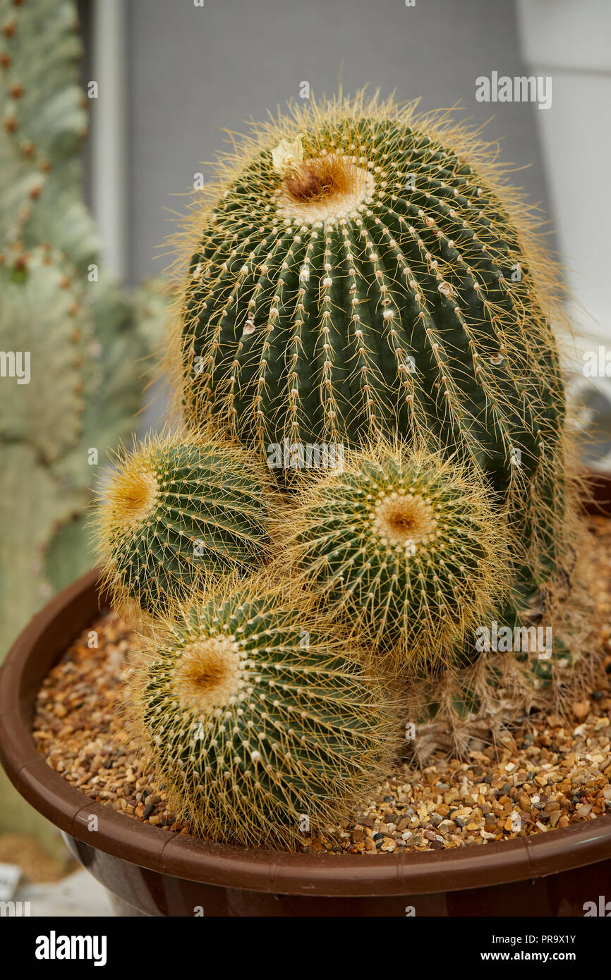 - Parodia Warasii a Tatton Park Flower Show 2018 Foto Stock