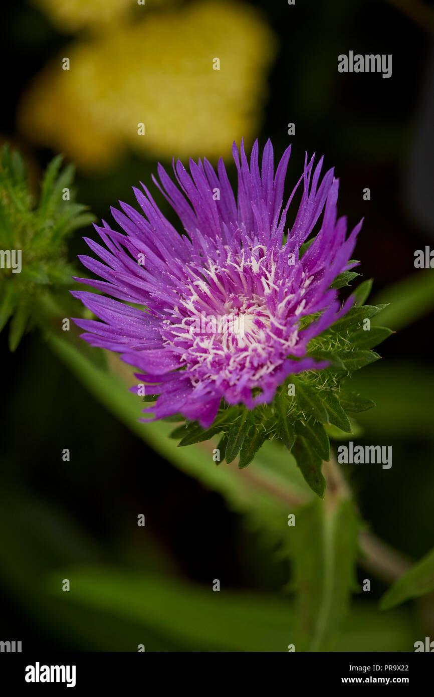 Stokesia Laevis - Honeysong viola a Tatton Park Flower Show Foto Stock