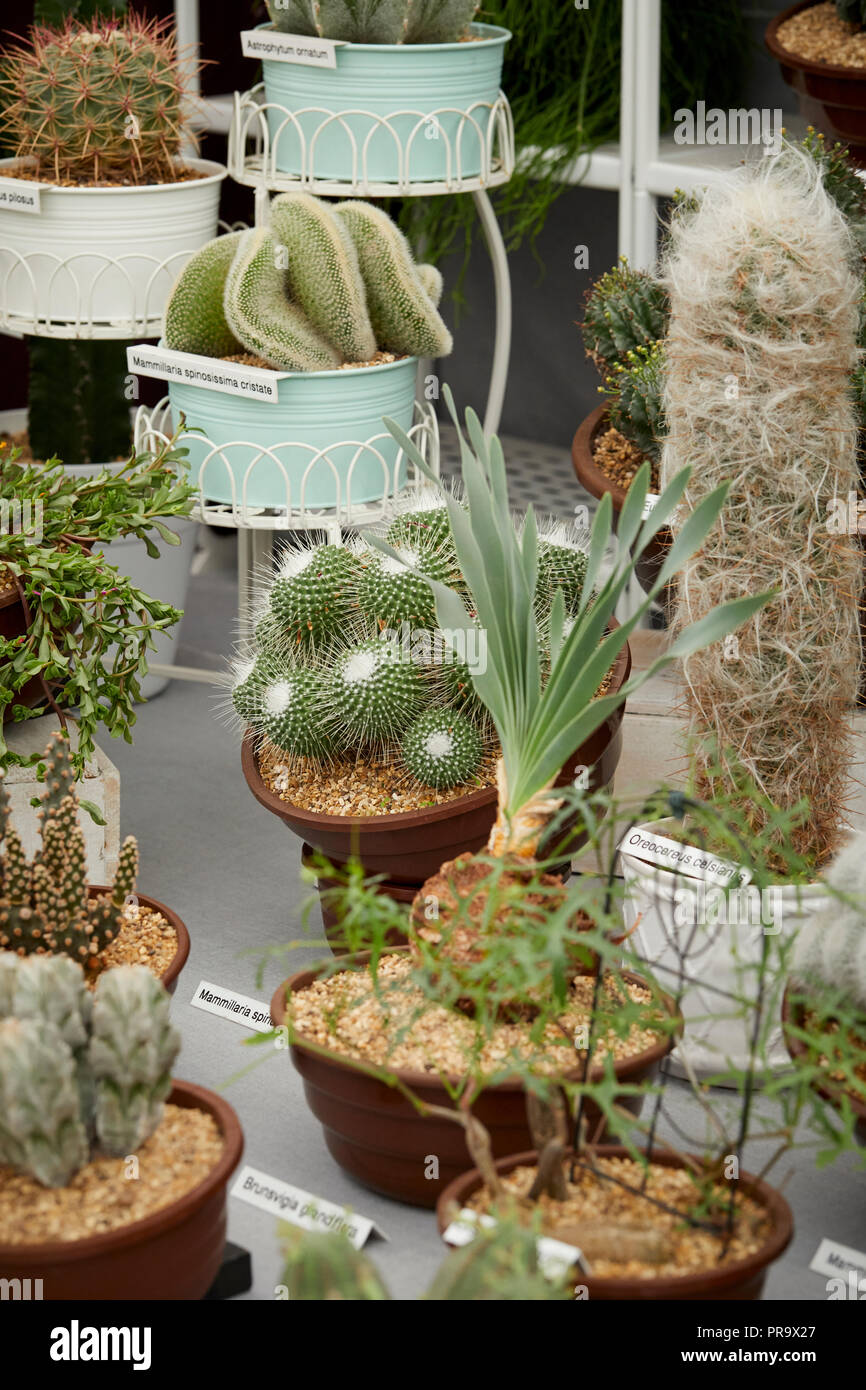 - Parodia Warasii a Tatton Park Flower Show 2018 Foto Stock