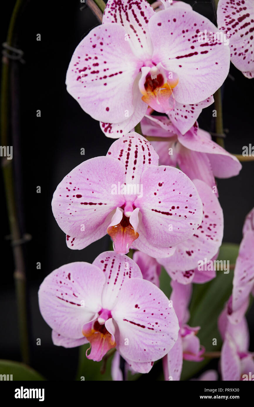 Phalaenopsis - Lady Sakura a Tatton Park Flower Show 2018 Foto Stock