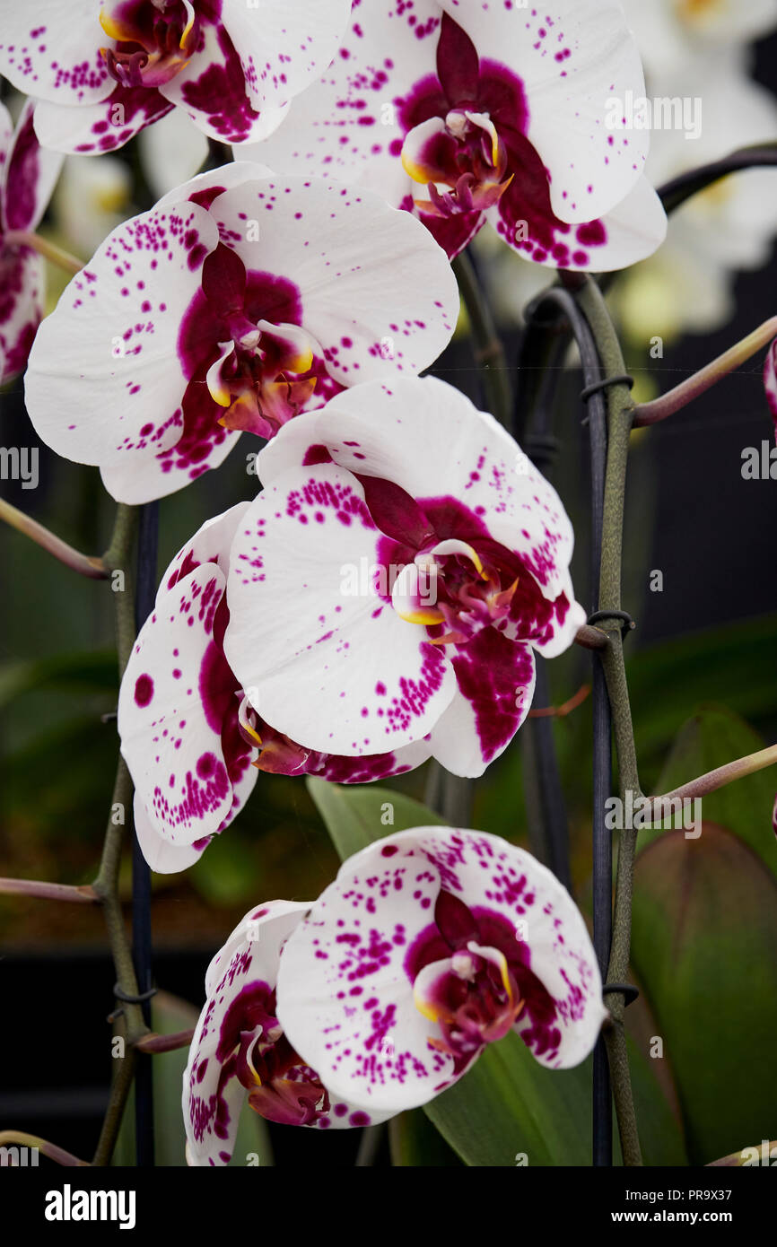 Phalaenopsis - Grande Stella a Tatton Park Flower Show 2018 Foto Stock