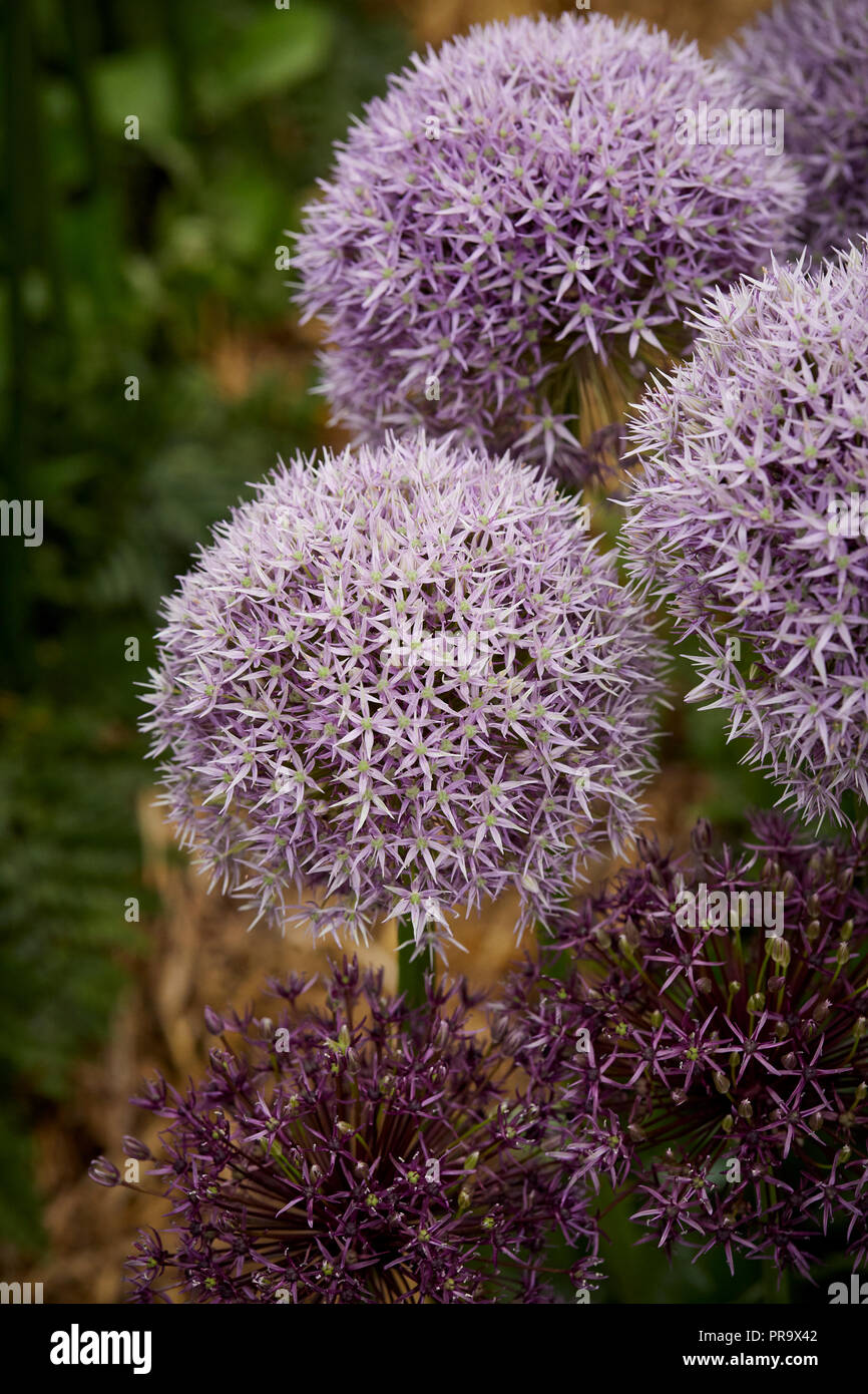 Allium - round 'n viola a Tatton Park Flower Show 2018 Foto Stock