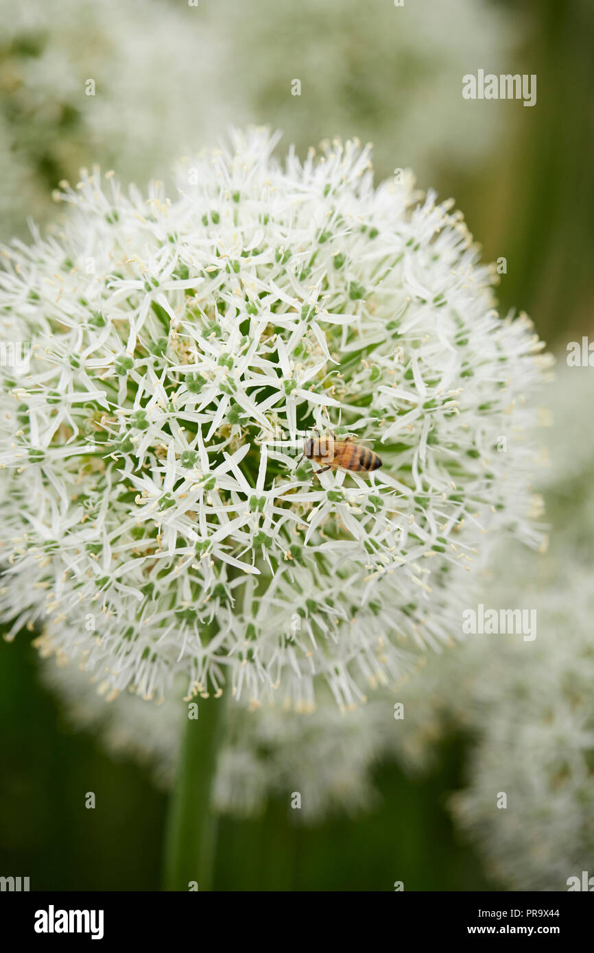 Allium - Mount Everest a Tatton Park Flower Show 2018 Foto Stock