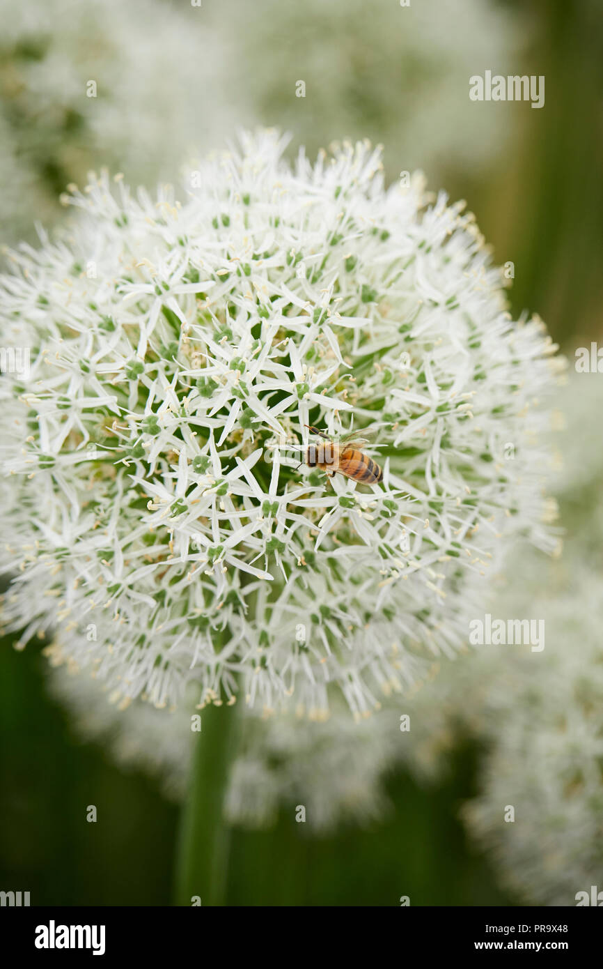 Allium - Mount Everest a Tatton Park Flower Show 2018 Foto Stock