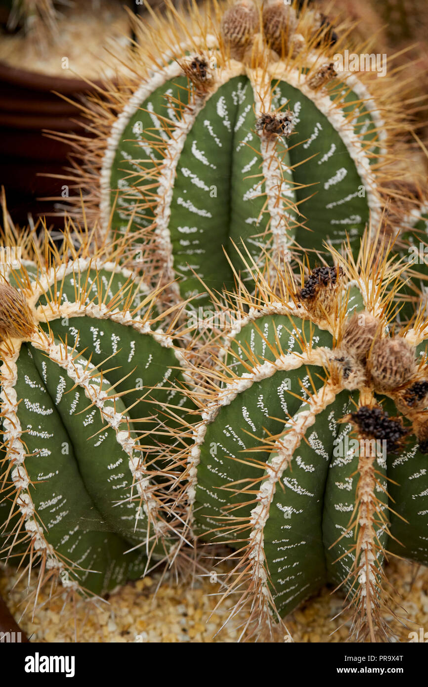 Cactus stand al Tatton Park flower show Foto Stock