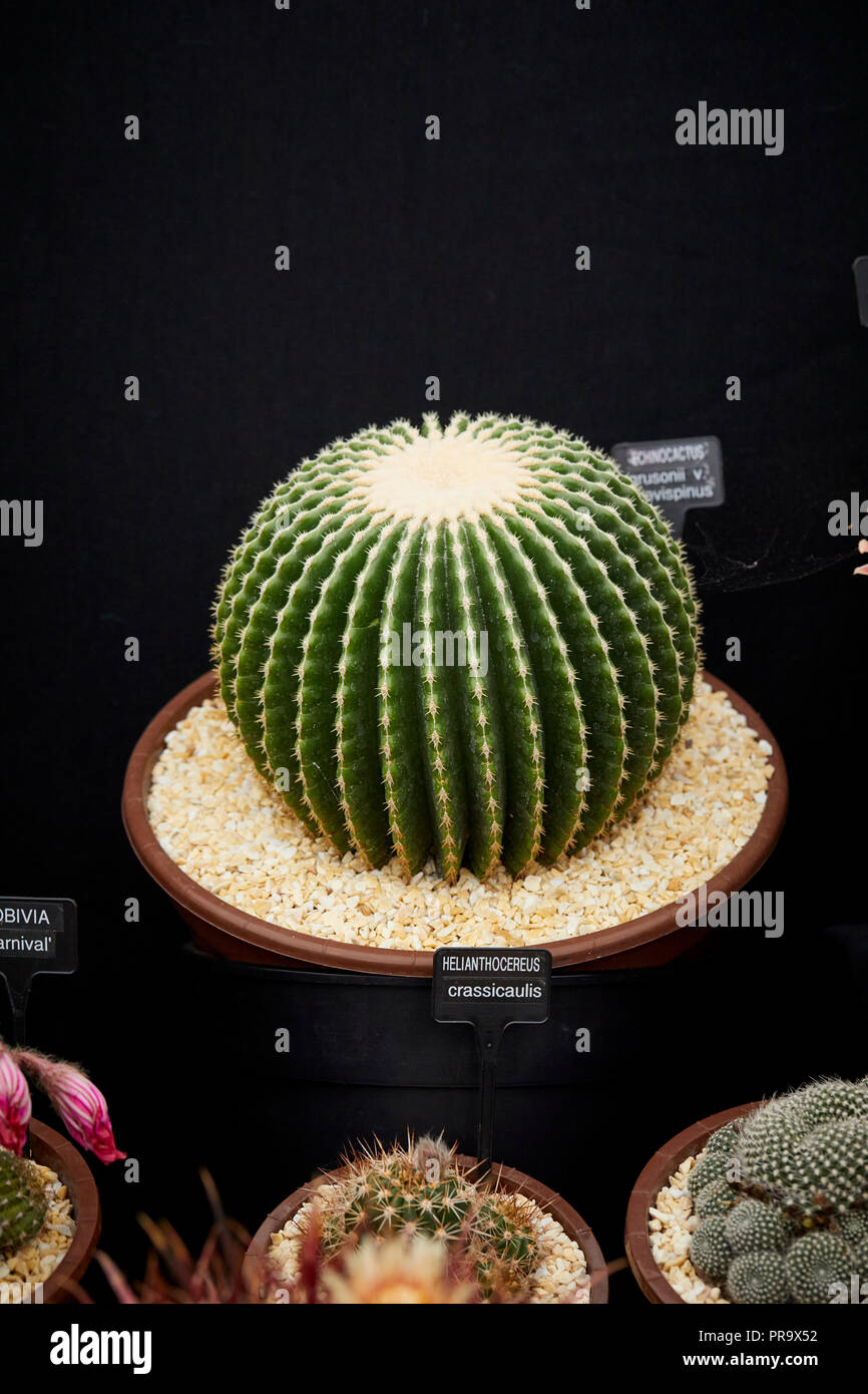 Cactus stand al Tatton Park flower show Foto Stock