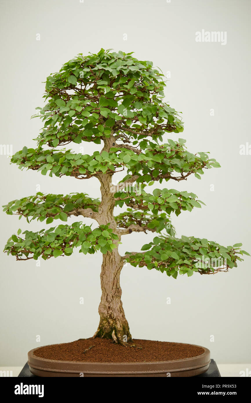 Albero di Bonsai a Tatton Park flower show 2018 Foto Stock