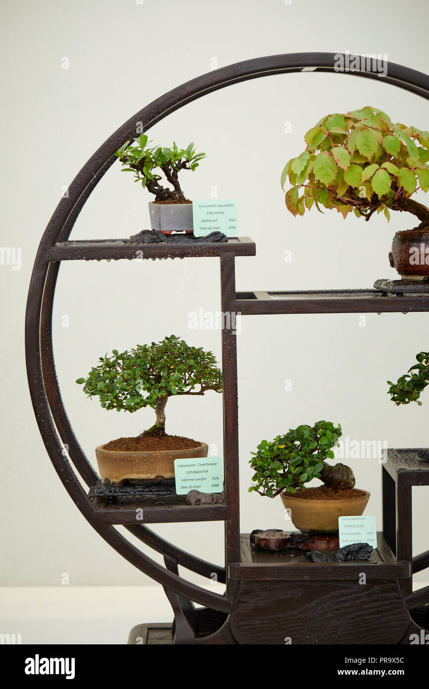 Orienal supporto albero a Tatton Flower Show 2018 Foto Stock