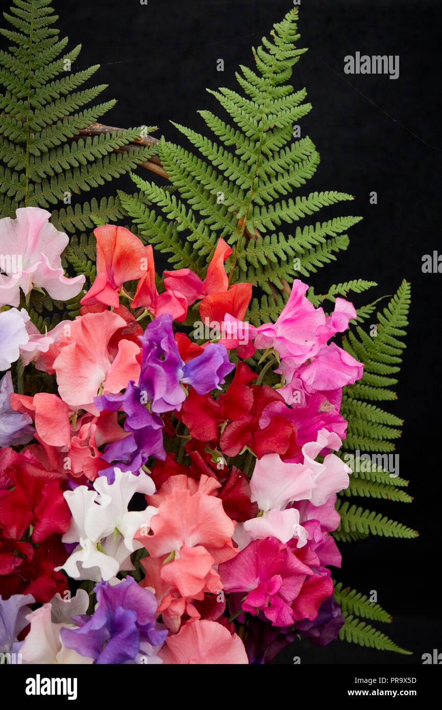 Lathyrus Oderatus - Misti Spencer at Tatton Park Flower Show 2018 Foto Stock