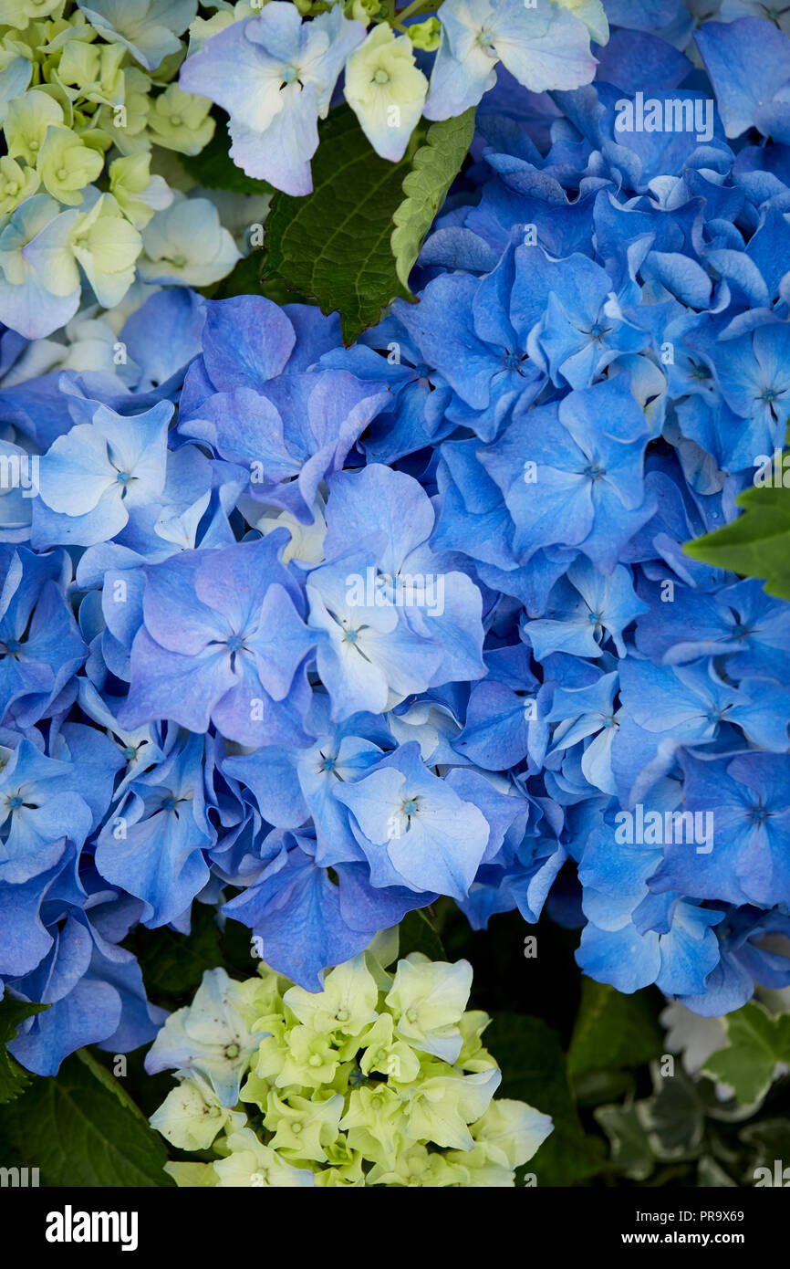 Hydrangea - Baby Blue Tatton Park Flower Show Foto Stock