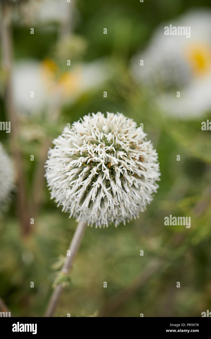 Echinops Sphaerocephalum - Artic incandescenza al Tatton Park Flower Show Foto Stock