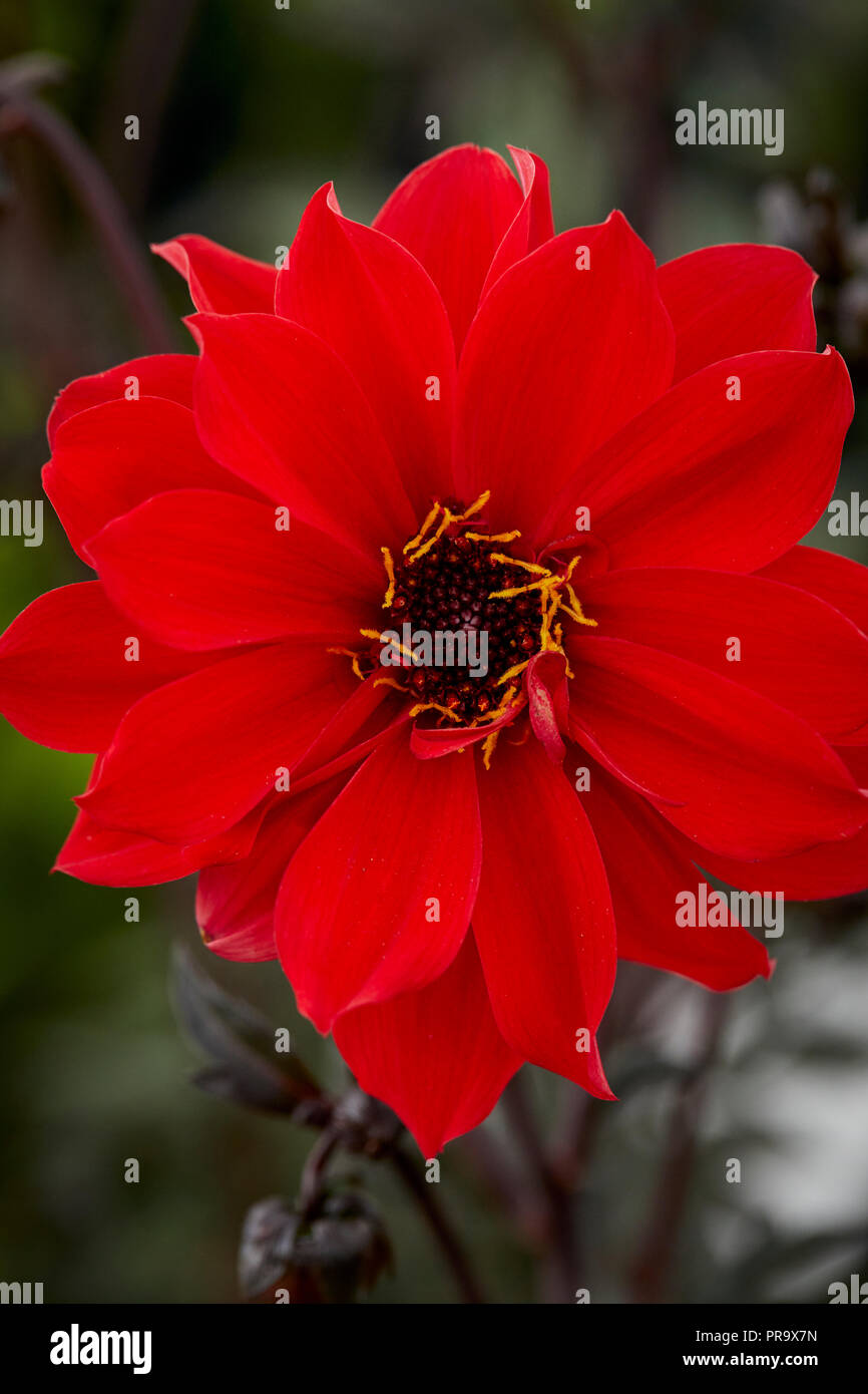 Dahilla - Vescovo di Llandaff a Tatton Park Flower Show Foto Stock