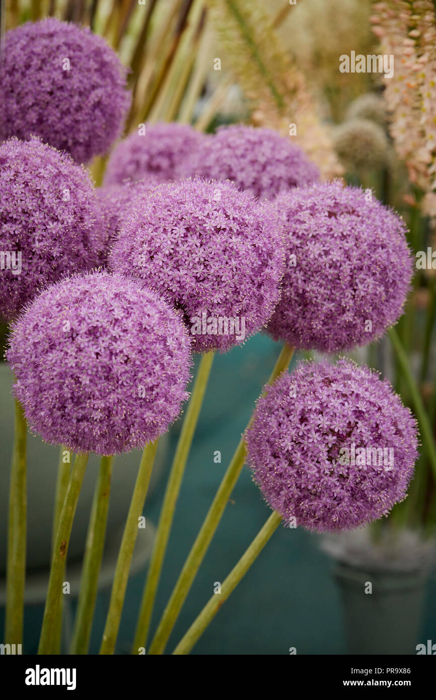 Allium - Giganteuim a Tatton Park Flower Show Foto Stock