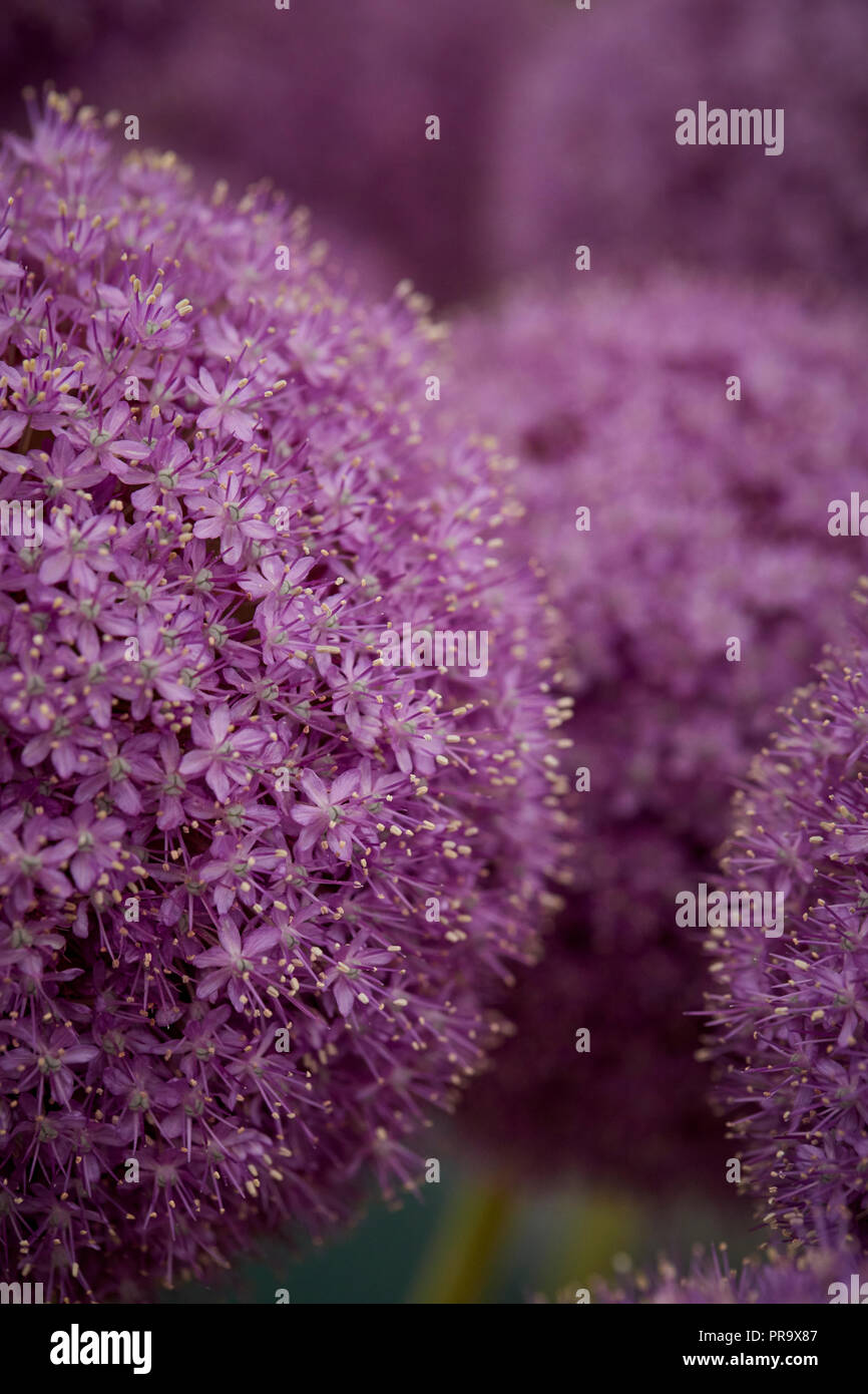 Allium - Giganteuim a Tatton Park Flower Show Foto Stock