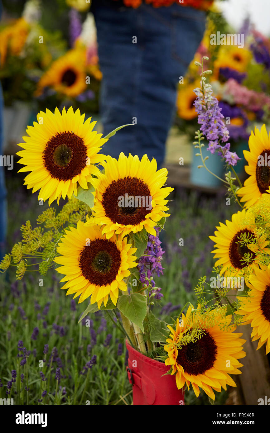 Girasoli a Tatton Park flower show 2018 Foto Stock