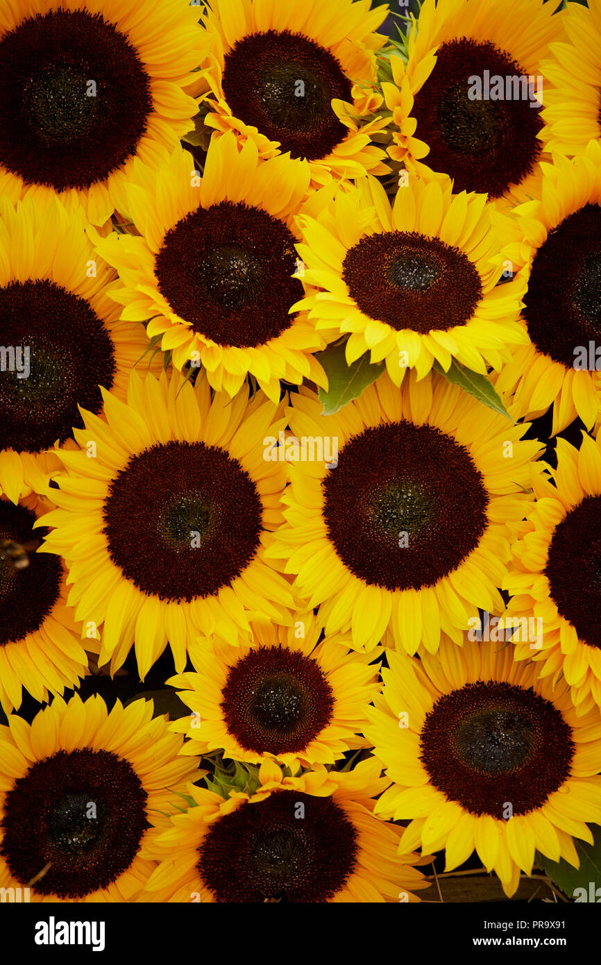 Girasoli a Tatton Park flower show 2018 Foto Stock