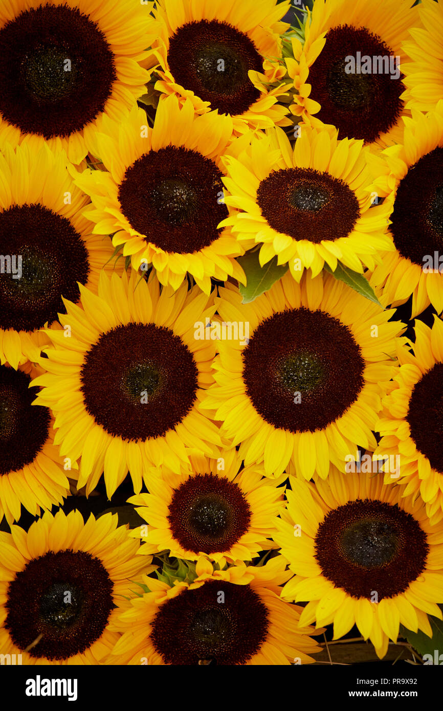 Girasoli a Tatton Park flower show 2018 Foto Stock