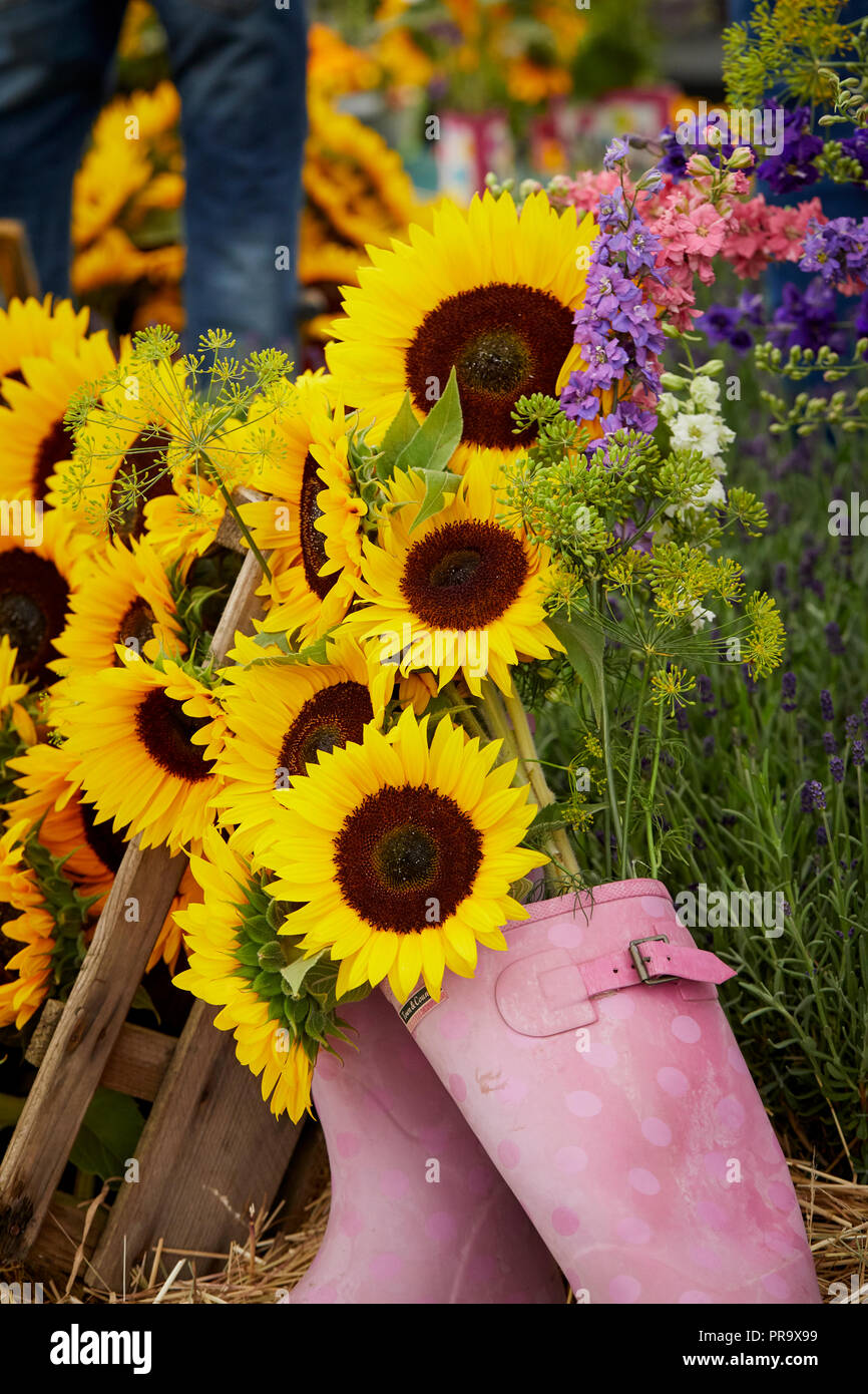 Girasoli a Tatton Park flower show 2018 Foto Stock