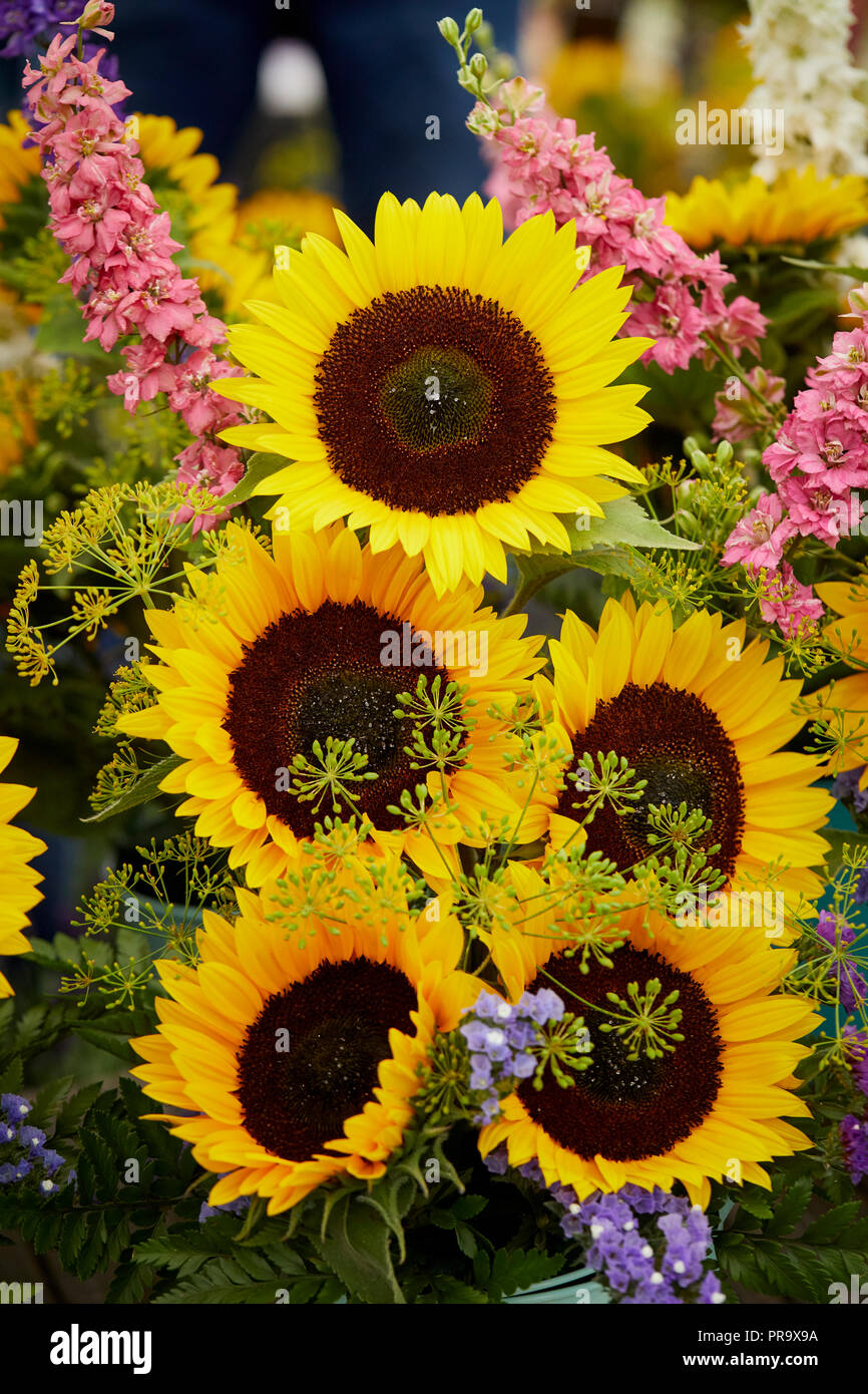 Girasoli a Tatton Park flower show 2018 Foto Stock