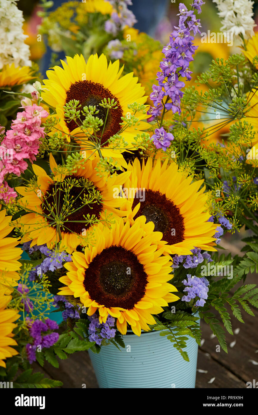 Girasoli a Tatton Park flower show 2018 Foto Stock