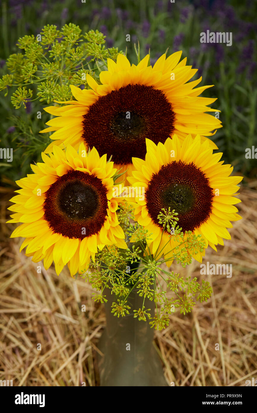 Girasoli a Tatton Park flower show 2018 Foto Stock
