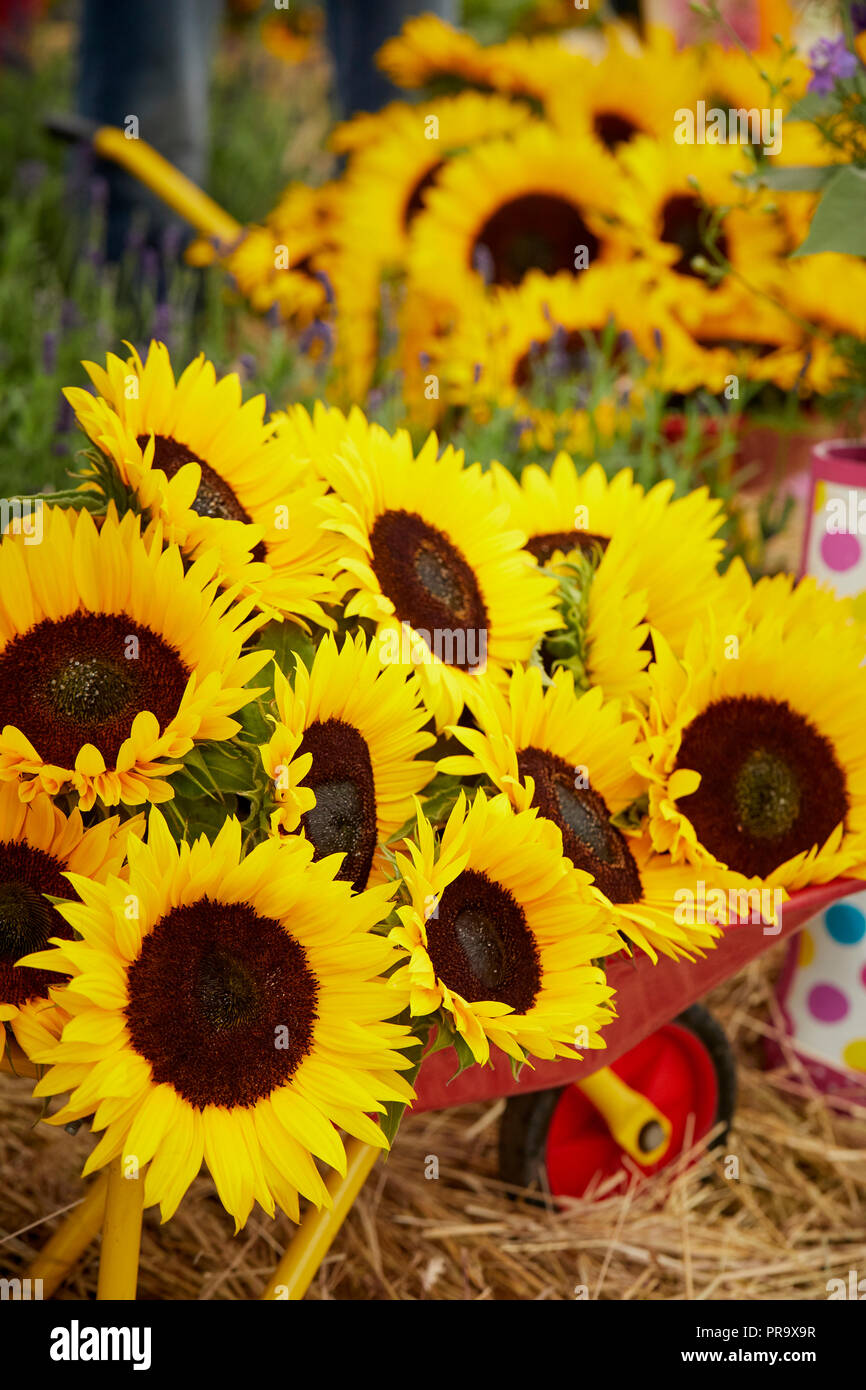 Girasoli a Tatton Park flower show 2018 Foto Stock