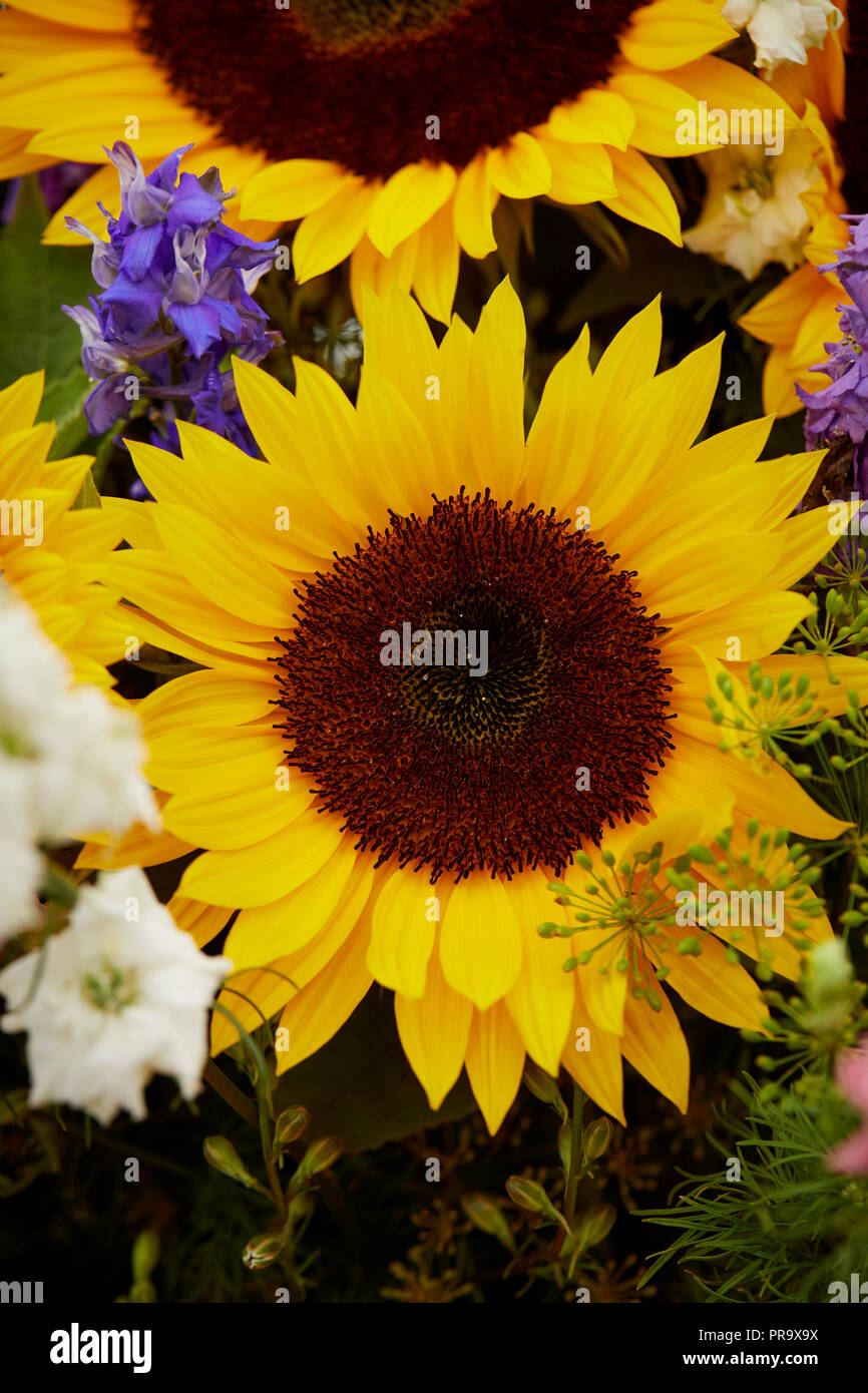 Girasoli a Tatton Park flower show 2018 Foto Stock