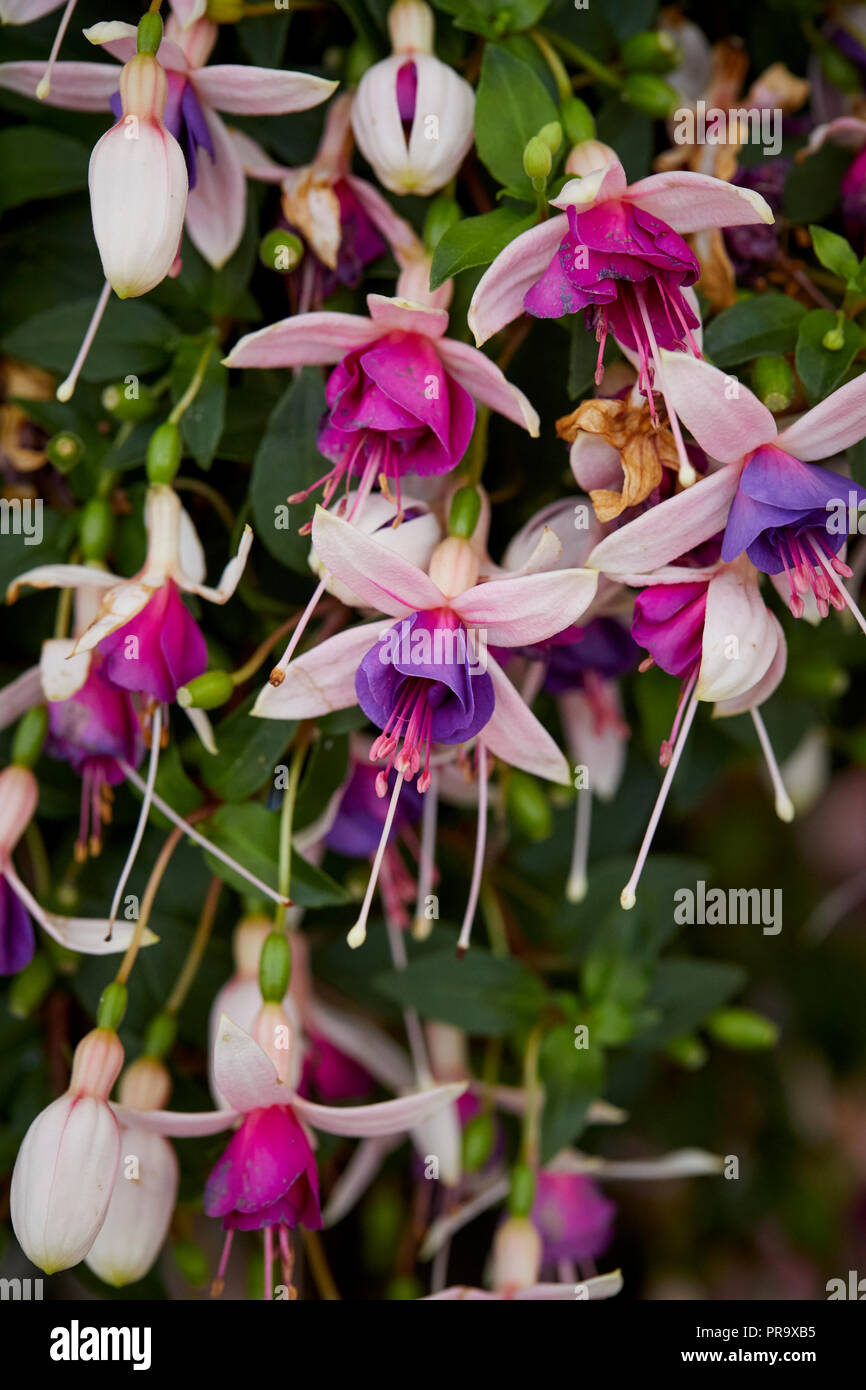 Fuchsia - La Campanella a Tatton Park Flower Show Foto Stock