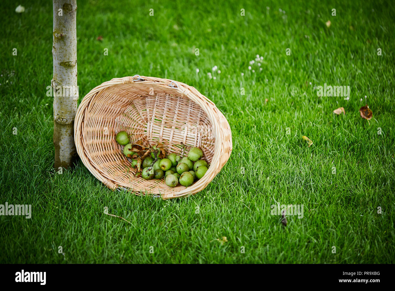 Bakset sull'erba a Tatton Park flower show Foto Stock