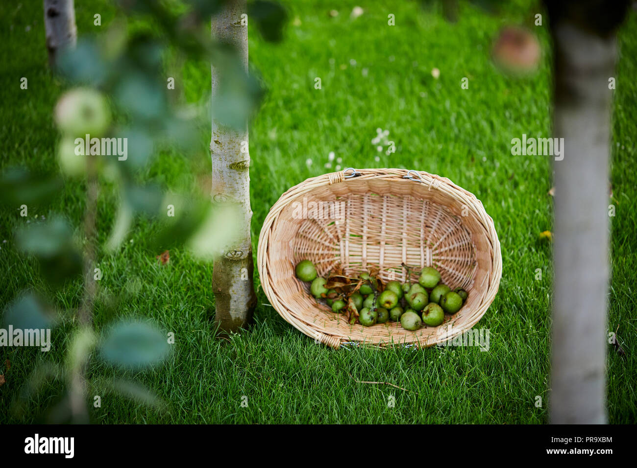 Bakset sull'erba a Tatton Park flower show Foto Stock