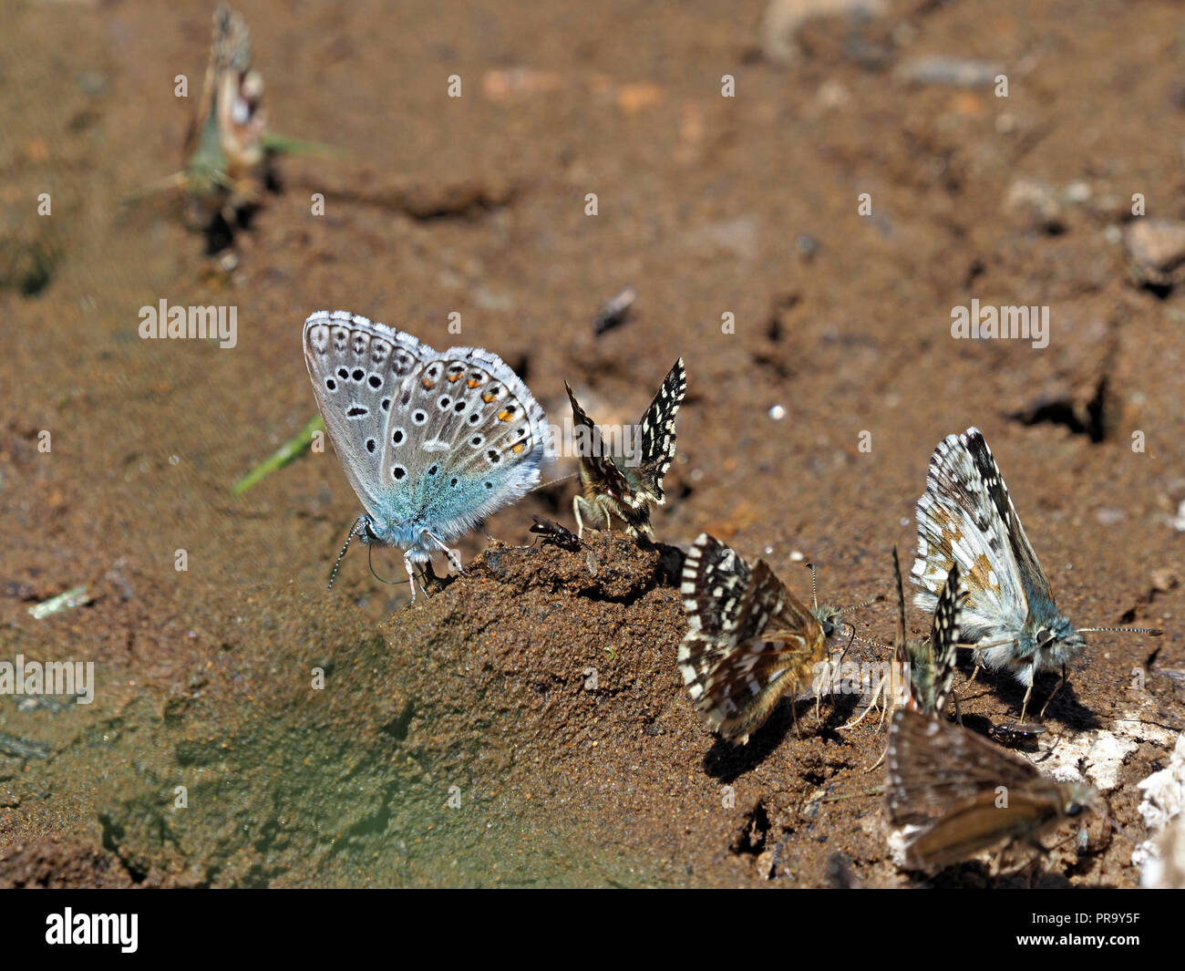 Comune di farfalle blu alimentazione su sali in ricco di fango con skipper brizzolato farfalle (Pyrgus malvae) in Ariège Pyrénées, Francia Foto Stock