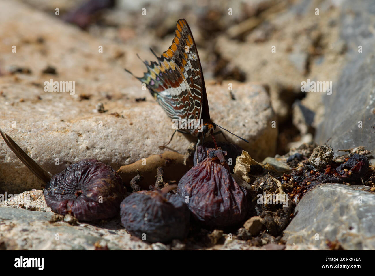 Due Tailed Pasha butterfly Charaxs jasius alimentazione caduti sulla fig. Sardegna. Italia Foto Stock