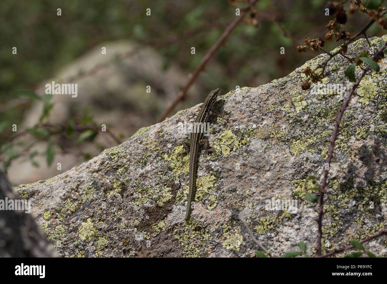 Basking lucertola muraiola.. Sardegna Foto Stock